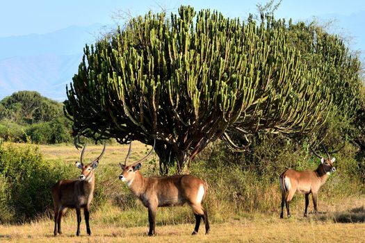 A group of bushback antelopes in Queen Elizabeth national park, Uganda