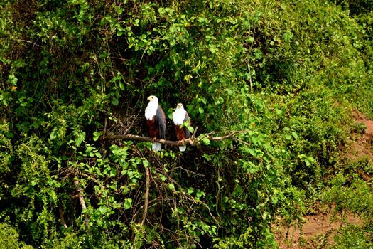 Two African fish eagle looking for prey from the top of a tree in the Queen Elizabeth National Park, Uganda