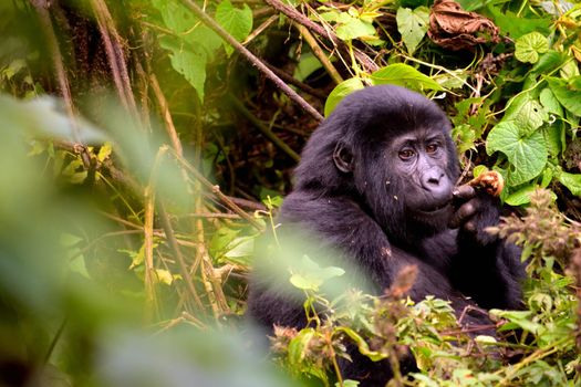 Closeup of a mountain gorilla cub eating foliage in the Bwindi Impenetrable Forest, Uganda