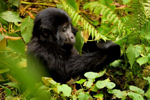 Closeup of a mountain gorilla cub eating foliage in the Bwindi Impenetrable Forest, Uganda