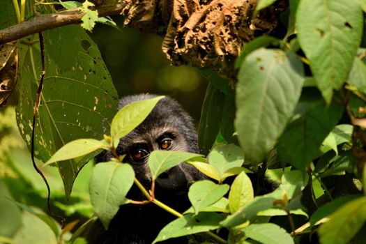 Closeup of a mountain gorilla cub eating foliage in the Bwindi Impenetrable Forest, Uganda