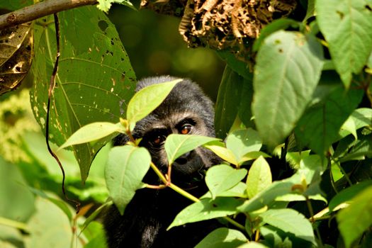 Closeup of a mountain gorilla cub eating foliage in the Bwindi Impenetrable Forest, Uganda