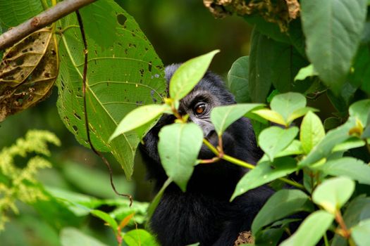 Closeup of a mountain gorilla cub eating foliage in the Bwindi Impenetrable Forest, Uganda