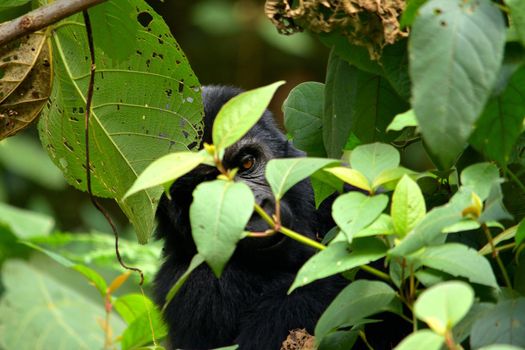 Closeup of a mountain gorilla cub eating foliage in the Bwindi Impenetrable Forest, Uganda