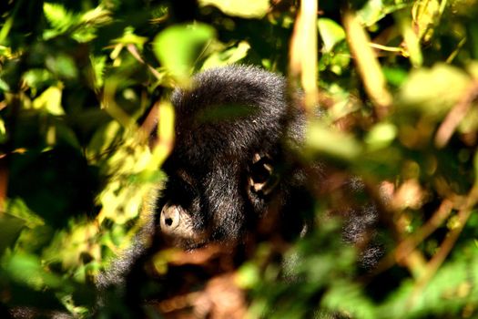 Closeup of a mountain gorilla cub eating foliage in the Bwindi Impenetrable Forest, Uganda