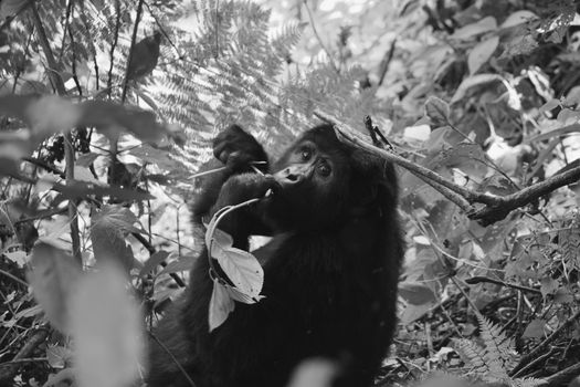 Closeup of a mountain gorilla female eating foliage in the Bwindi Impenetrable Forest, Uganda