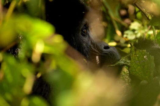 Closeup of a mountain gorilla female eating foliage in the Bwindi Impenetrable Forest, Uganda