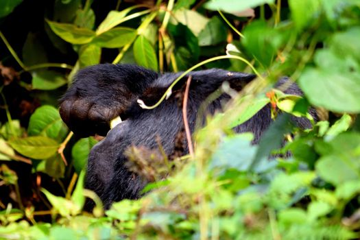 Closeup of a mountain gorilla silverback eating foliage in the Bwindi Impenetrable Forest, Uganda