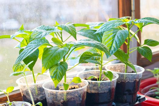 Seedlings in pots on the window . Spring planting. Home grown vegetables. Agricultural industry. Garden. Eco-products. Greens. Cultivation. Gardening. Article about planting seeds. The germination of seeds.