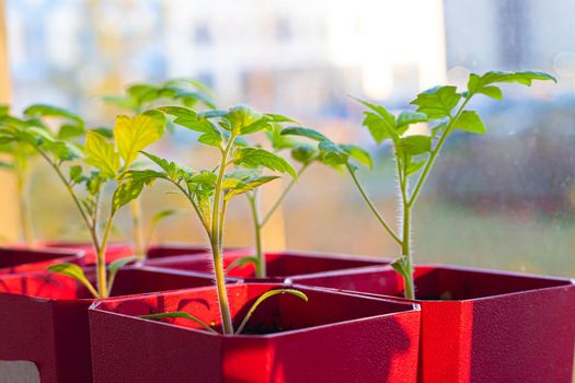 Seedlings in pots on the window . Spring planting. Home grown vegetables. Agricultural industry. Garden. Eco-products. Greens. Cultivation. Gardening. Article about planting seeds. The germination of seeds.