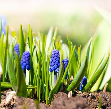 Muscari blue with place for text. Beautiful blue spring flowers. Flowers with place for text. An article about spring flowers, their planting and care. Care for street flowers. First