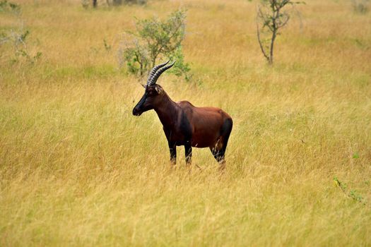 Ugandan Topi antelope in Queen Elizabeth National Park, Ishasha sector, Uganda.