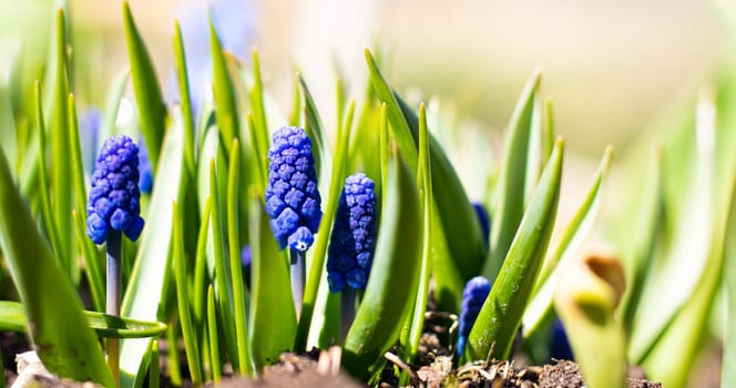 Muscari blue with place for text. Beautiful blue spring flowers. Flowers with place for text. An article about spring flowers, their planting and care. Care for street flowers. First
