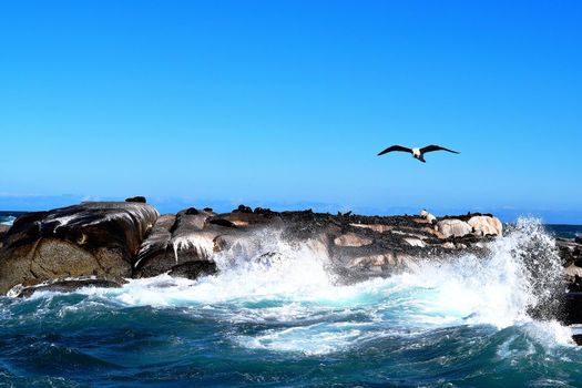 Group of sealions at Duiker Island, South Africa.