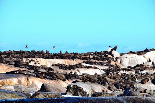 Group of sealions at Duiker Island, South Africa.