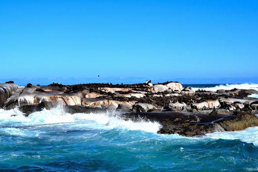 Group of sealions at Duiker Island, South Africa.