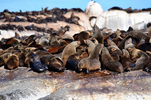 Group of sealions at Duiker Island, South Africa.