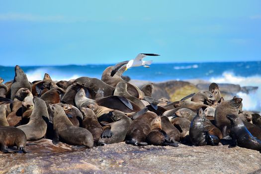 Group of sealions at Duiker Island, South Africa.