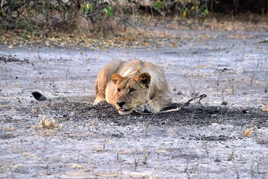 Young lion playing in Chobe National Park, Botswana.