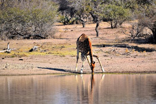 Giraffe drinking water in a puddle in the Kruger National Park, South Africa.