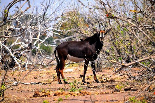 A sable antelope in Chobe National Park, Botswana