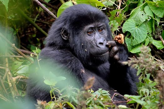 A baby mountain gorilla feeds in Bwindi Impenetrable Forest., Uganda.