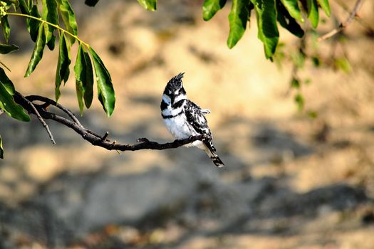 A Pied kingfisher in Chobe National Park, Botswana