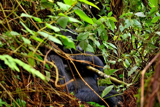 Closeup of a mountain gorilla silverback in the Bwindi Impenetrable Forest, Uganda