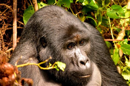 Closeup of a mountain gorilla silverback in the Bwindi Impenetrable Forest, Uganda