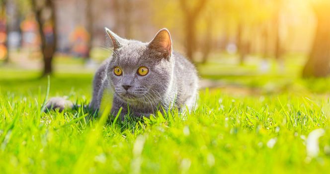 Gray cat lies on the lawn. Pet for a walk. Pet is afraid of the street. An article about walking cats. An article about the fear of street pets. British breed cat. Photo for the puzzle, album, notebook. Walking the animal during the coronavirus. Walk in the fresh air