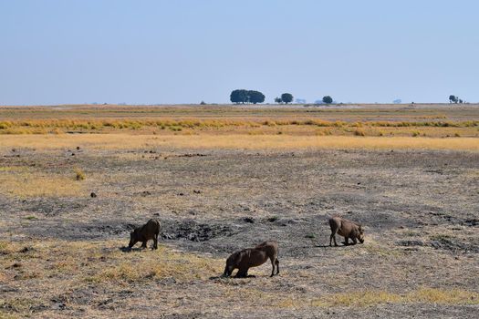 A group of warthogs in Chobe national park, Botswana.