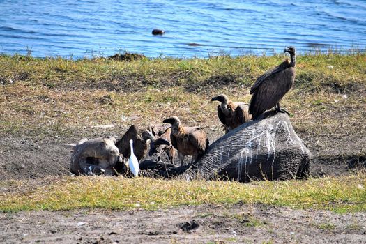 A group of vultures feeding on an elephant carcass in Chobe National Park, Botswana