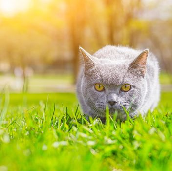 Gray cat lies on the lawn. Pet for a walk. Pet is afraid of the street. An article about walking cats. An article about the fear of street pets. British breed cat. Photo for the puzzle, album, notebook. Walking the animal during the coronavirus. Walk in the fresh air