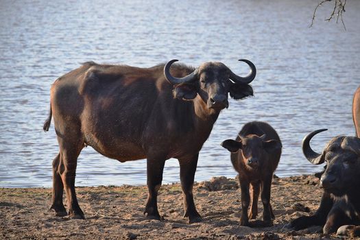A small group of african buffalos in Chobe National Park, Botswana