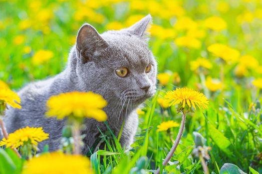 A gray cat is sitting in dandelions. Cat in the flowers. A beautiful photo on the cover of a notebook, album, puzzle. Bright photo of a cat. cat of the British breed. Yellow flowers . Pet for a walk. Fear of going out to the pet