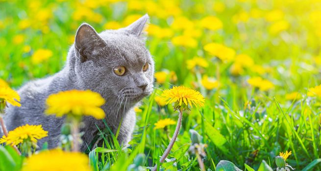 A gray cat is sitting in dandelions. Cat in the flowers. A beautiful photo on the cover of a notebook, album, puzzle. Bright photo of a cat. cat of the British breed. Yellow flowers . Pet for a walk. Fear of going out to the pet