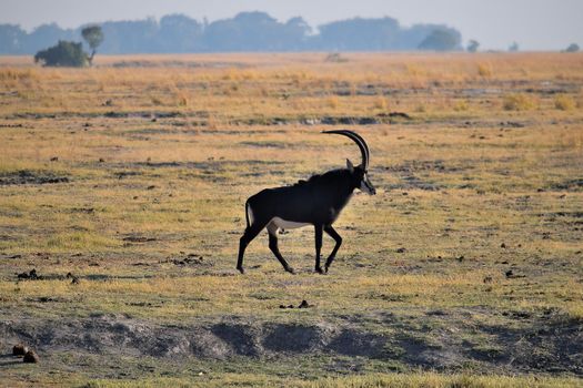 A sable antelope in Chobe National Park, Botswana