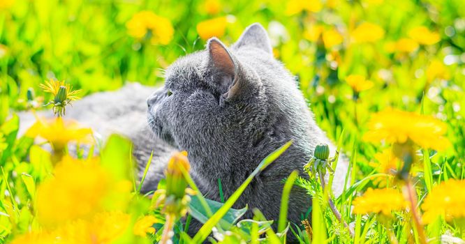 A gray cat is sitting in dandelions. Cat in the flowers. A beautiful photo on the cover of a notebook, album, puzzle. Bright photo of a cat. cat of the British breed. Yellow flowers . Pet for a walk. Fear of going out to the pet