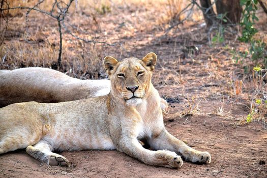 Sleepy lioness early in the day in Chobe National Park, Botswana