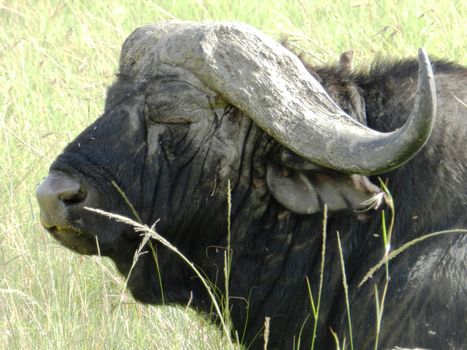 Close up of a huge African buffalo while resting, Kenya