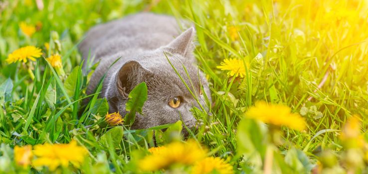 A gray cat is sitting in dandelions. Cat in the flowers. A beautiful photo on the cover of a notebook, album, puzzle. Bright photo of a cat. cat of the British breed. Yellow flowers . Pet for a walk. Fear of going out to the pet