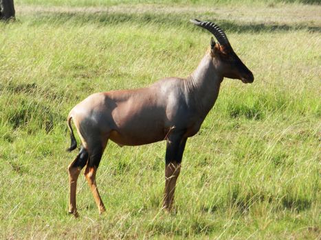 Group of topi antelopes grazing in the African savannah, Kenya