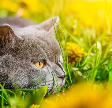 A gray cat is sitting in dandelions. Cat in the flowers. A beautiful photo on the cover of a notebook, album, puzzle. Bright photo of a cat. cat of the British breed. Yellow flowers . Pet for a walk. Fear of going out to the pet