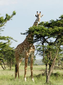 Lonely giraffe eating acacia leaves in the African savannah, Kenya