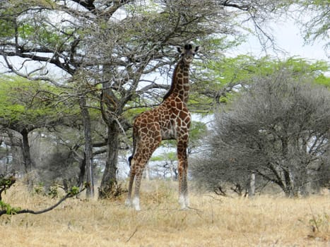 Lonely giraffe eating acacia leaves in the African savannah, Kenya