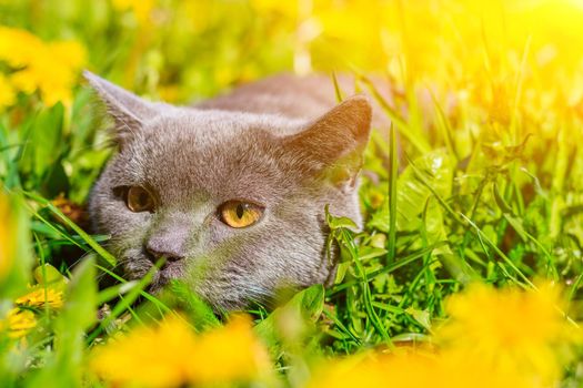 A gray cat is sitting in dandelions. Cat in the flowers. A beautiful photo on the cover of a notebook, album, puzzle. Bright photo of a cat. cat of the British breed. Yellow flowers . Pet for a walk. Fear of going out to the pet