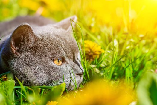 A gray cat is sitting in dandelions. Cat in the flowers. A beautiful photo on the cover of a notebook, album, puzzle. Bright photo of a cat. cat of the British breed. Yellow flowers . Pet for a walk. Fear of going out to the pet