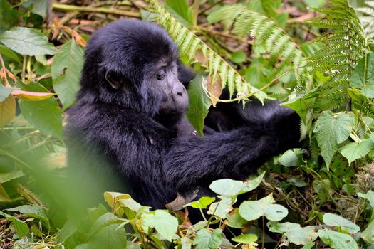 A baby mountain gorilla feeds in Bwindi Impenetrable Forest., Uganda.