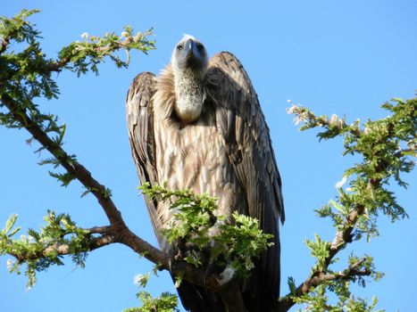 Closeup of an African vulture on an acacia tree, Kenya