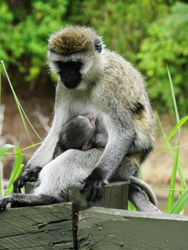 Closeup of a female of vervet monkey feeding her cub, Kenya